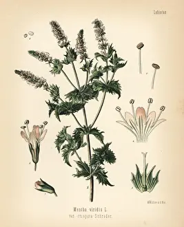 Spearmint, Mentha spicata