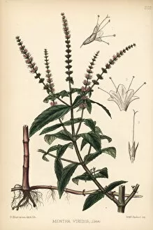 Mint Collection: Spearmint or spear mint, Mentha spicata
