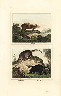 James Smith Barr Prints: Species of agouti and coati