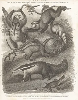 1809 Prints: Species of anteater, sloth, and platypus