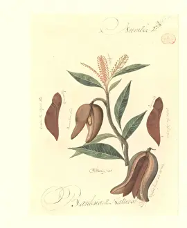 A species of Banksia