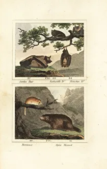 James Smith Barr Prints: Species of bat, dormouse and marmot