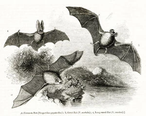 Three species of bat in flight
