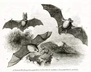 Eared Prints: Three species of bat in flight