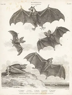 Enlightenment Prints: Species of bats and flying fox