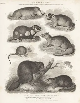 1810 Prints: Species of beaver, rat, mouse, hamster, etc