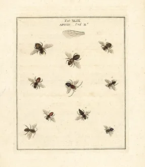 Diptera Prints: Species of bees