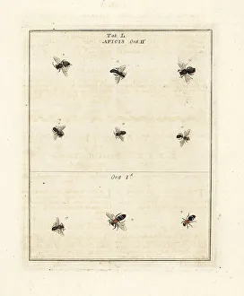Diptera Prints: Species of bees
