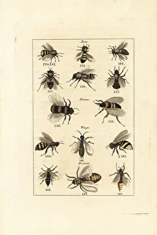 James Smith Barr Prints: Species of bees, drones, wasps and hornets