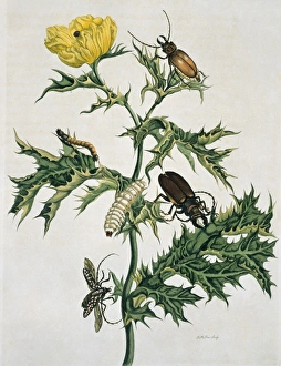 Larvae Collection: Two species of beetle