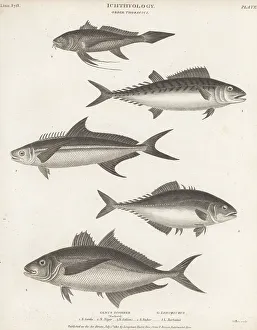 Hurst Prints: Species of bonito, cobia, leatherjacket and croaker