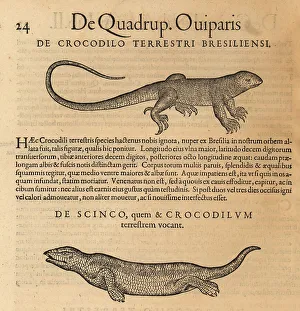 Amphibia Prints: Species of brazilian cayman and skink