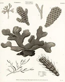 Line Engraving Prints: Species of Bryozoans