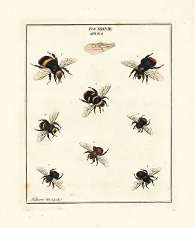 Diptera Prints: Species of bumble-bees and carder bees