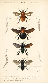 Species of bumblebees Species of bumblebees