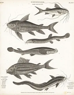 Hurst Prints: Species of catfish, weatherfish and four-eyes