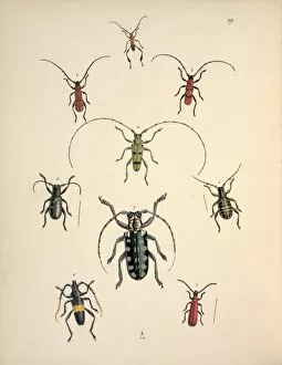 Beetles Collection: Nine species of Cerambycid beetles