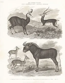Species of chamois, blackbuck, antelope, gnu, etc