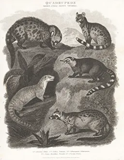 Civetta Prints: Species of civet, mongoose, and coati
