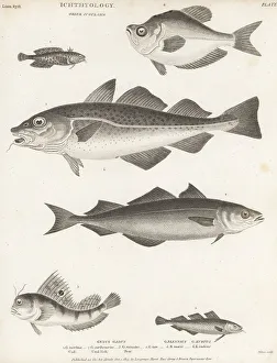 Species of cod, saithe, blenny and humphead fish