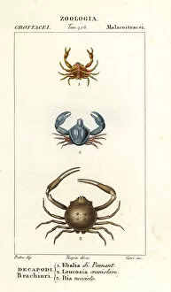 Horned Collection: Species of crab