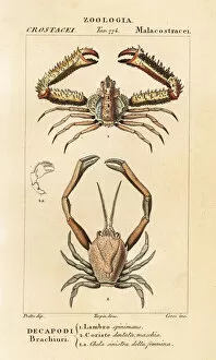 Images Dated 28th March 2020: Species of crab