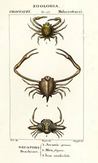 Images Dated 28th March 2020: Species of crab