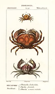 Species of crab