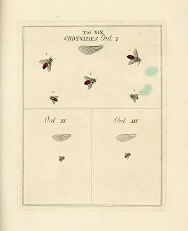 Diptera Prints: Species of cuckoo wasp