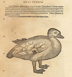 Ornithology Prints: Species of duck, possibly the American black duck, Anas rubripes