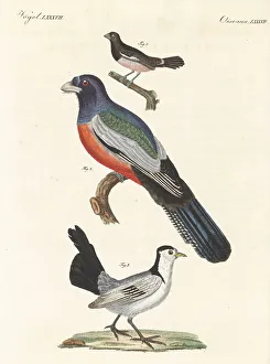 Carl Bertuch Prints: Species of exotic birds
