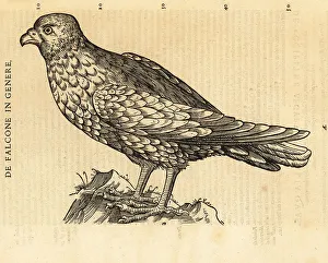 Kestrel Prints: Species of falcon, kestrel or hobby