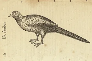 Ornithology Prints: Species of female pheasant, perhaps Phasianus colchicus