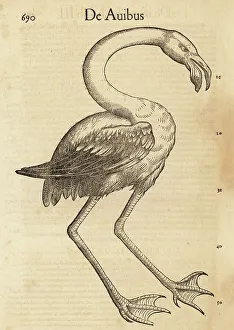 Species of flamingo, perhaps the greater flamingo, Phoenicopteru