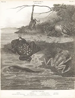 Amphibia Prints: Species of frogs