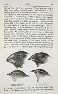Galapagos Archipelago Prints: Four species of Galapagos finch