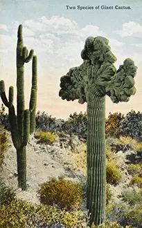 Cacti Prints: Two species of Giant Cactus - California