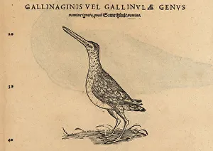 Wader Prints: Species of godwit, Limosa limosa or Limosa lapponica