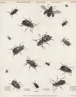Species of ground beetles