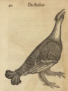 Cambier Prints: Species of grouse, possibly black grouse, Lyrurus tetrix, female