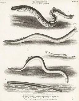 Enlightenment Prints: Species of hagfish and lamprey