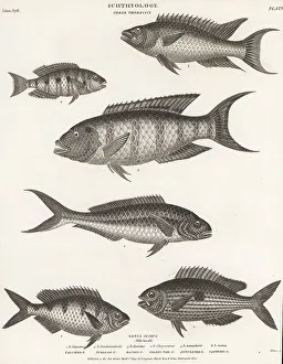 Enlightenment Prints: Species of hogfish, eartheater, wrasse, snapper, etc