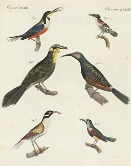 Species of honeyeaters, creepers and sunbirds
