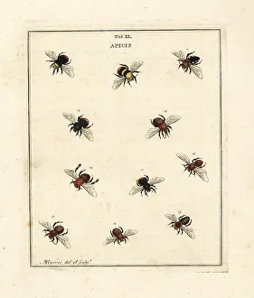 Diptera Prints: Species of humble-bees, bumblebees and mining bees