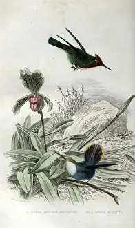 Hummingbirds Prints: Two species of hummingbirds