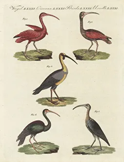 Ornithology Prints: Species of ibis