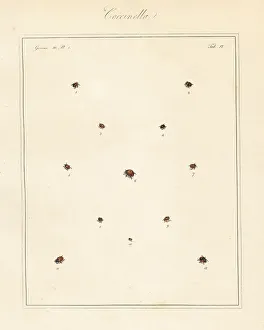 Ladybird Prints: Species of ladybirds or ladybugs