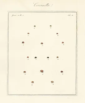 Species of ladybirds or ladybugs