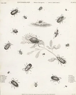 Species of leaf beetles