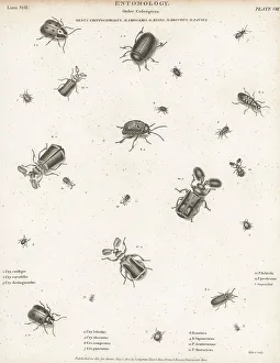 Hurst Prints: Species of leaf beetles, asparagus beetles, sand beetles, etc